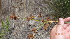 Juncus acutus leopoldii
