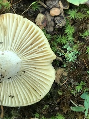 Russula earlei