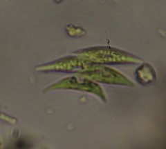 Scenedesmus