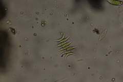 Scenedesmus