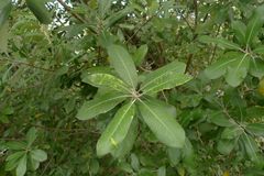 Pittosporum ralphii