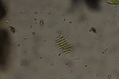 Scenedesmus