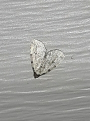 Dyspyralis puncticosta