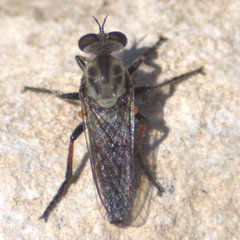 Brachyrhopalinae