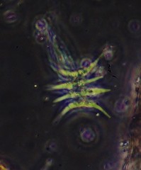 Scenedesmus