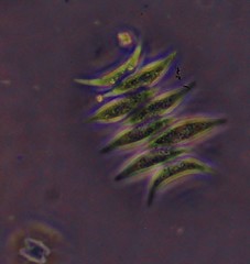 Scenedesmus
