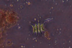 Scenedesmus