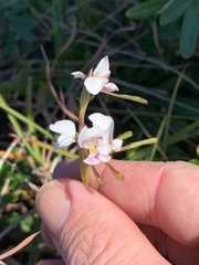 Diuris alba
