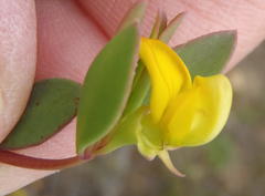 Rafnia capensis capensis