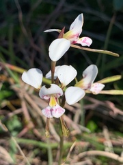 Diuris alba
