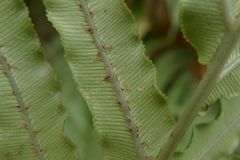 Blechnum triangularifolium