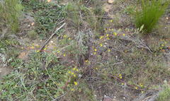 Rafnia capensis capensis