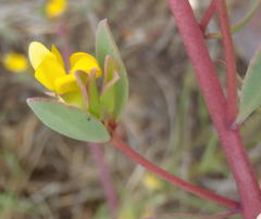 Rafnia capensis capensis