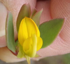 Rafnia capensis capensis