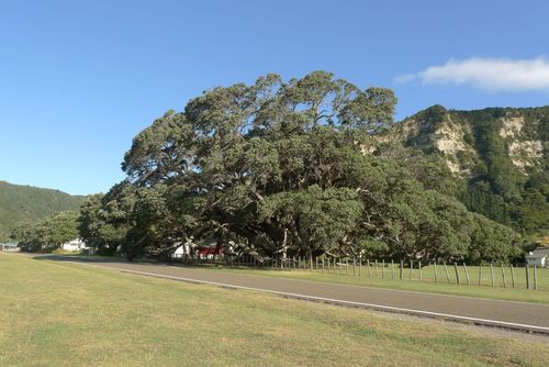 桃金孃科鐵心木屬紐西蘭聖誕