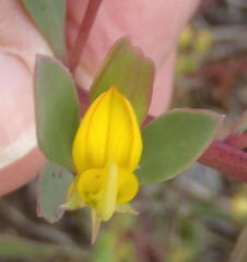 Rafnia capensis capensis