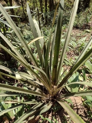 Bromelia antiacantha