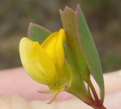 Rafnia capensis capensis