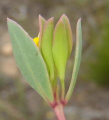 Rafnia capensis capensis