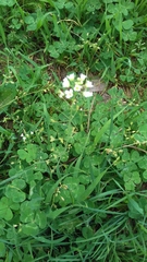 Capsella grandiflora