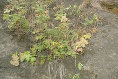 Scandia rosifolia