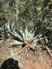 Agave chrysantha