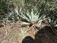 Agave chrysantha