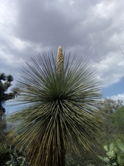 Yucca queretaroensis