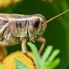 Melanoplus bivittatus