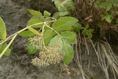 Scandia rosifolia