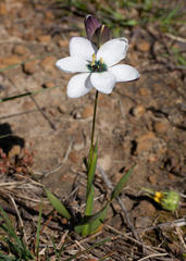 Ixia versicolor