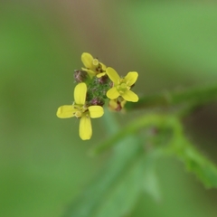 Sisymbrium officinale