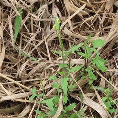 Sisymbrium officinale