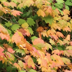 Acer circinatum