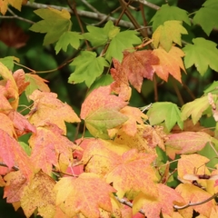 Acer circinatum