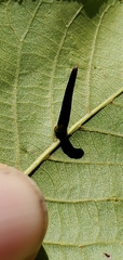 Caryomyia subulata