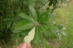Pittosporum ralphii