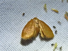 Heterogenea shurtleffi