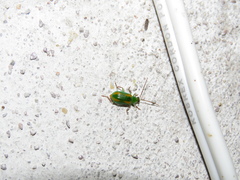 Diabrotica porracea