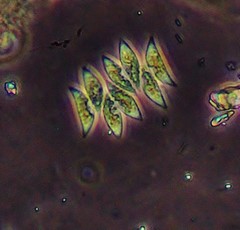 Scenedesmus