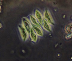 Scenedesmus
