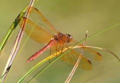 Sympetrum croceolum