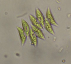 Scenedesmus