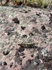 Spharagemon marmorata