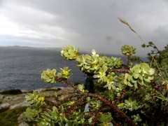 Thymelaea tartonraira