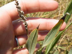 Chlorophytum trichophlebium