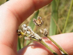 Chlorophytum trichophlebium