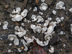 Spathulariopsis velutipes