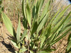 Chlorophytum trichophlebium