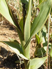 Chlorophytum trichophlebium